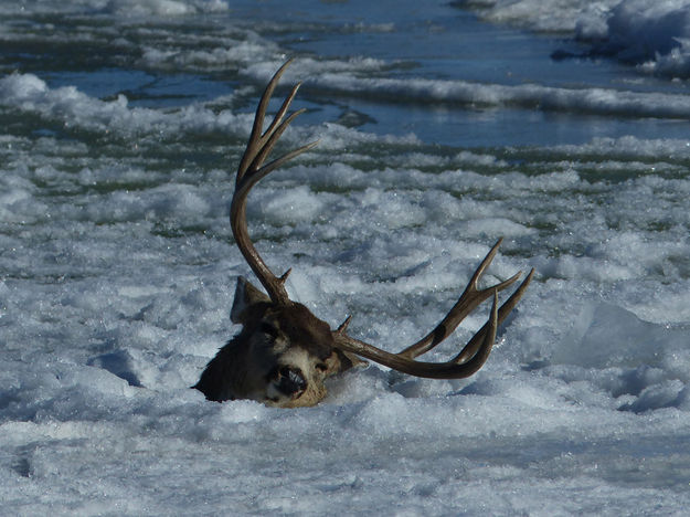 Frozen buck deer. Photo by Dawn Ballou, Pinedale Online.