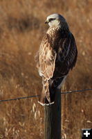 Rough Legged Hawk. Photo by Fred Pflughoft.