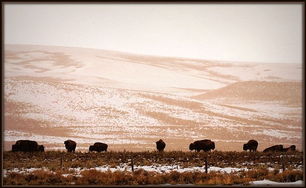 Where the Buffalo Roam. Photo by Terry Allen.