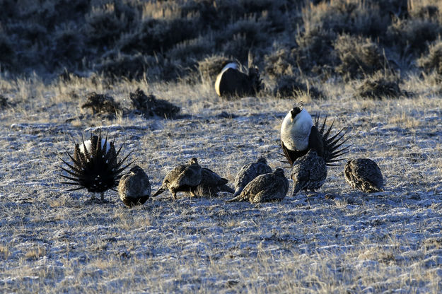 Sage Grouse Strutting. Photo by Pete Arnold.
