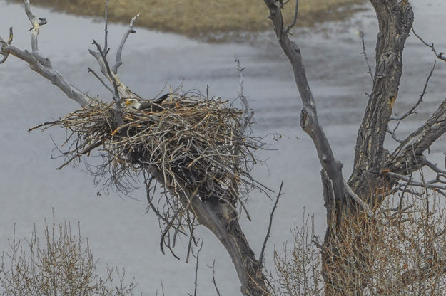 Bald Eagle nest. Photo by Dave Bell.