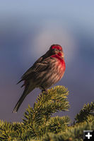 Cassins Finch. Photo by Dave Bell.