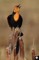 Yellow headed blackbird. Photo by Fred Pflughoft.