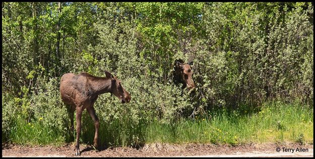 Baby and Mom Moose at Boyd Skinner Park. Photo by Terry Allen.