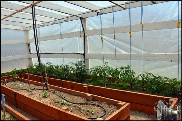 Dave Racich Knows Tomatoes and Drip Irrigation. Photo by Terry Allen.
