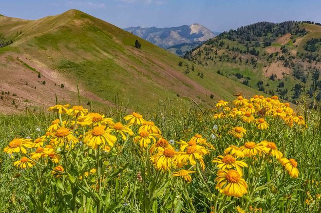High country flowers. Photo by Dave Bell.