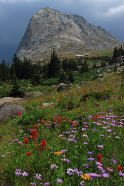 Mitchell Peak wildflowers. Photo by Fred Pflughoft.