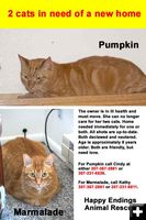 2 cats need new homes. Photo by Pinedale Online.