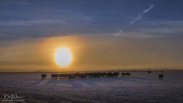 Cold Sun. Photo by Dave Bell.