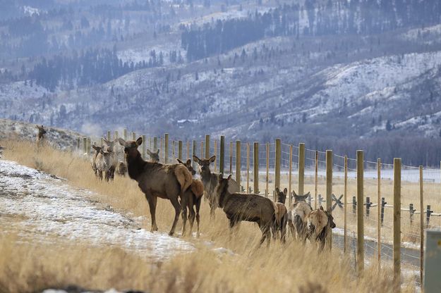 New elk fence south of Jackson. Photo by Mark Gocke, Wyoming Game & Fish.