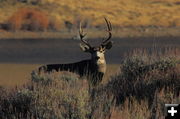 Boulder Lake Mulie. Photo by Fred Pflughoft.