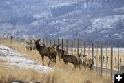 New elk fence south of Jackson. Photo by Mark Gocke, Wyoming Game & Fish.