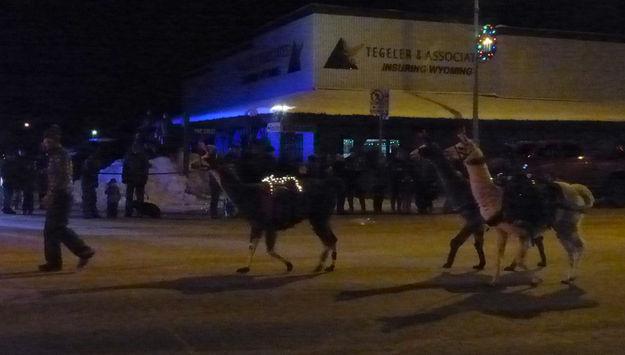 Lighted llamas. Photo by Dawn Ballou, Pinedale Online.