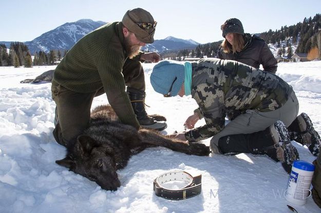Wolf Monitoring. Photo by Wyoming Game & Fish.