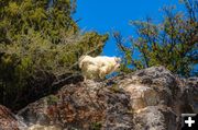 Mountain Goat. Photo by Dave Bell.