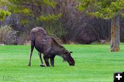 Town Park moose. Photo by Dave Bell.