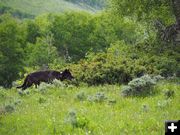 Wolf. Photo by COP&W.