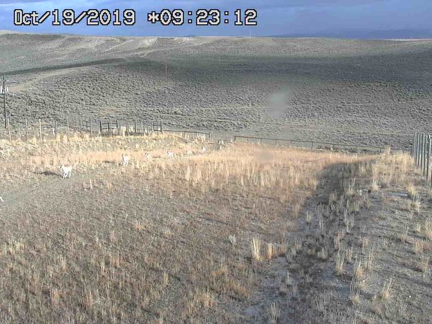Pronghorn on the move. Photo by Trappers Point Wildlife Overpass Webcam.