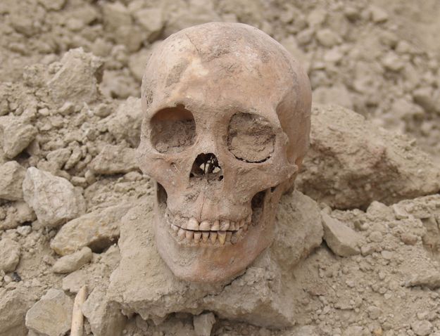 Skull. Photo by Dave Vlcek, Bonneville Archaeology.