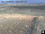 Pronghorn on the move. Photo by Trappers Point Wildlife Overpass Webcam.