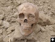 Skull. Photo by Dave Vlcek, Bonneville Archaeology.