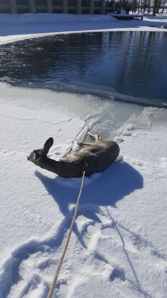 Deer Rescue. Photo by Sublette County Sheriff's Office.