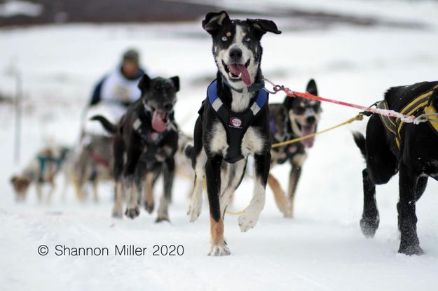 Sled dogs. Photo by Shannon Miller, Wyoming Stage Stop.