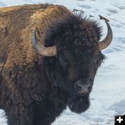 Bison. Photo by Dave Bell.
