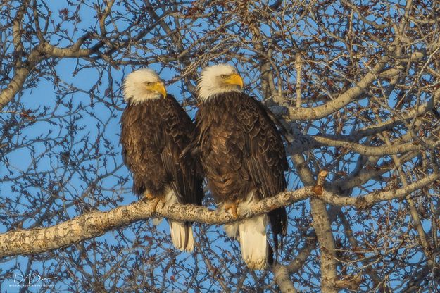 Bald Eagles. Photo by Dave Bell.