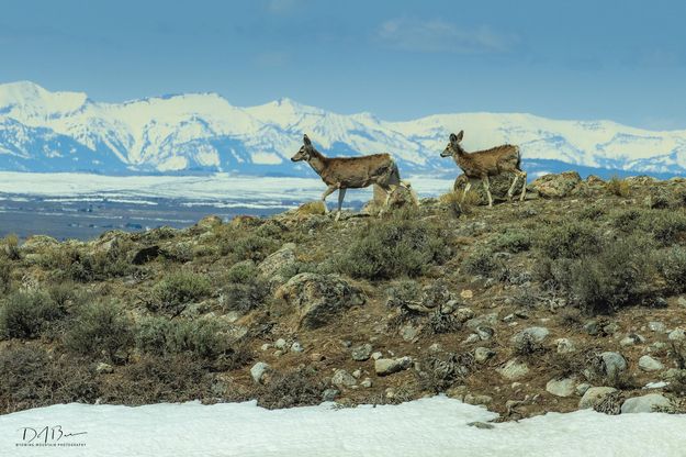 Mom and yearling. Photo by Dave Bell, Pinedale Online.
