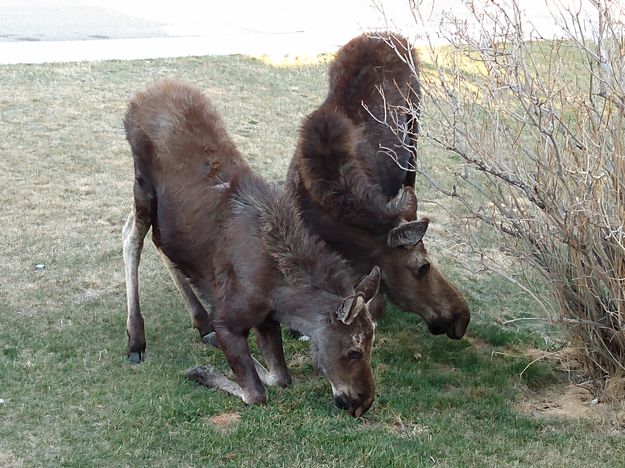 Moose. Photo by Sarah Murdock.