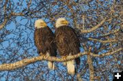 Bald Eagles. Photo by Dave Bell.