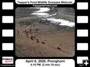 Video Archive. Photo by Trappers Point Wildlife Overpass Webcam.