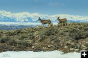 Mom and yearling. Photo by Dave Bell, Pinedale Online.