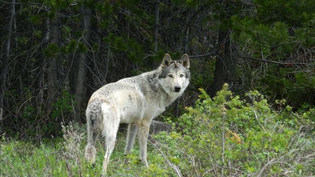 Grand County Wolf 2. Photo by Jessica Freeman.