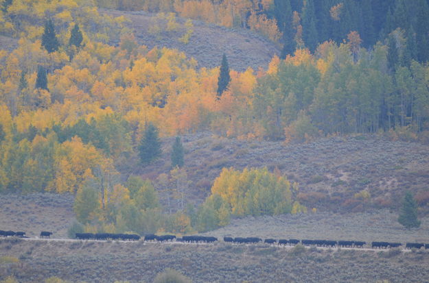 Fall cattle roundup. Photo by Rob Tolley.