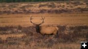 Elk. Photo by Dave Bell.