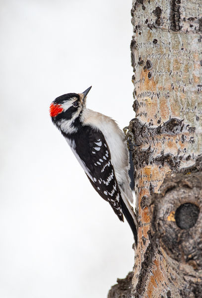 Downy Woodpecker. Photo by Elizabeth Boehm.