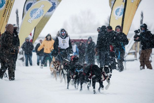 Alpine start. Photo by Pedigree Sled Dog Race.