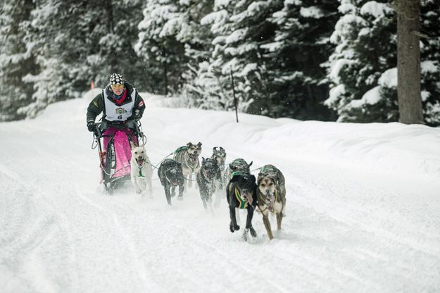 Alpine race. Photo by Pedigree Sled Dog Race.
