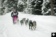 Alpine race. Photo by Pedigree Sled Dog Race.