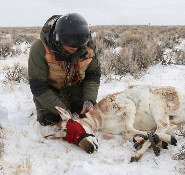 Collaring pronghorn. Photo by Wyoming Game & Fish.