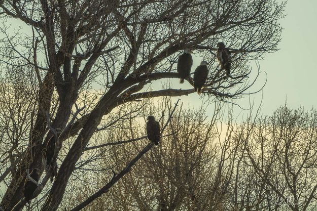 Bald eagles. Photo by Dave Bell.