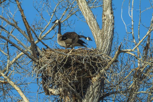 Scoping out a new nest. Photo by Dave Bell.