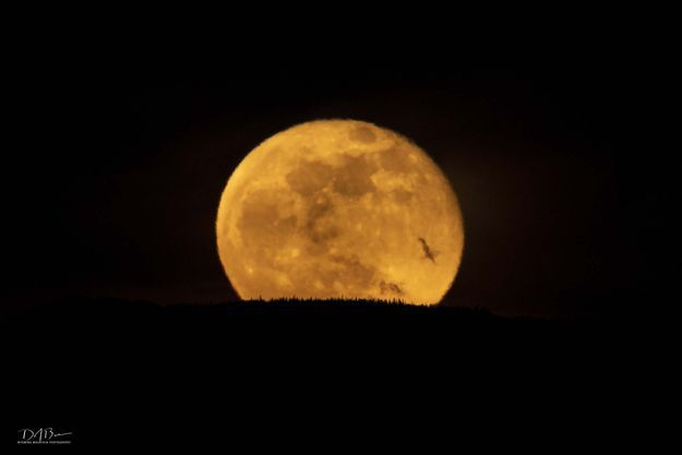 Big April Moon. Photo by Dave Bell.