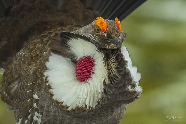 Blue Grouse. Photo by Dave Bell.