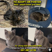 To Adopt or Foster. Photo by Town of Pinedale.