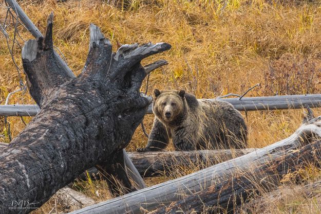 Yellowstone Griz. Photo by Dave Bell.