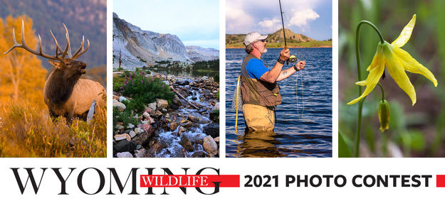 2021 Photo Contest. Photo by Wyoming Wildlife Magazine.