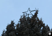 Star. Photo by Dawn Ballou, Pinedale Online.